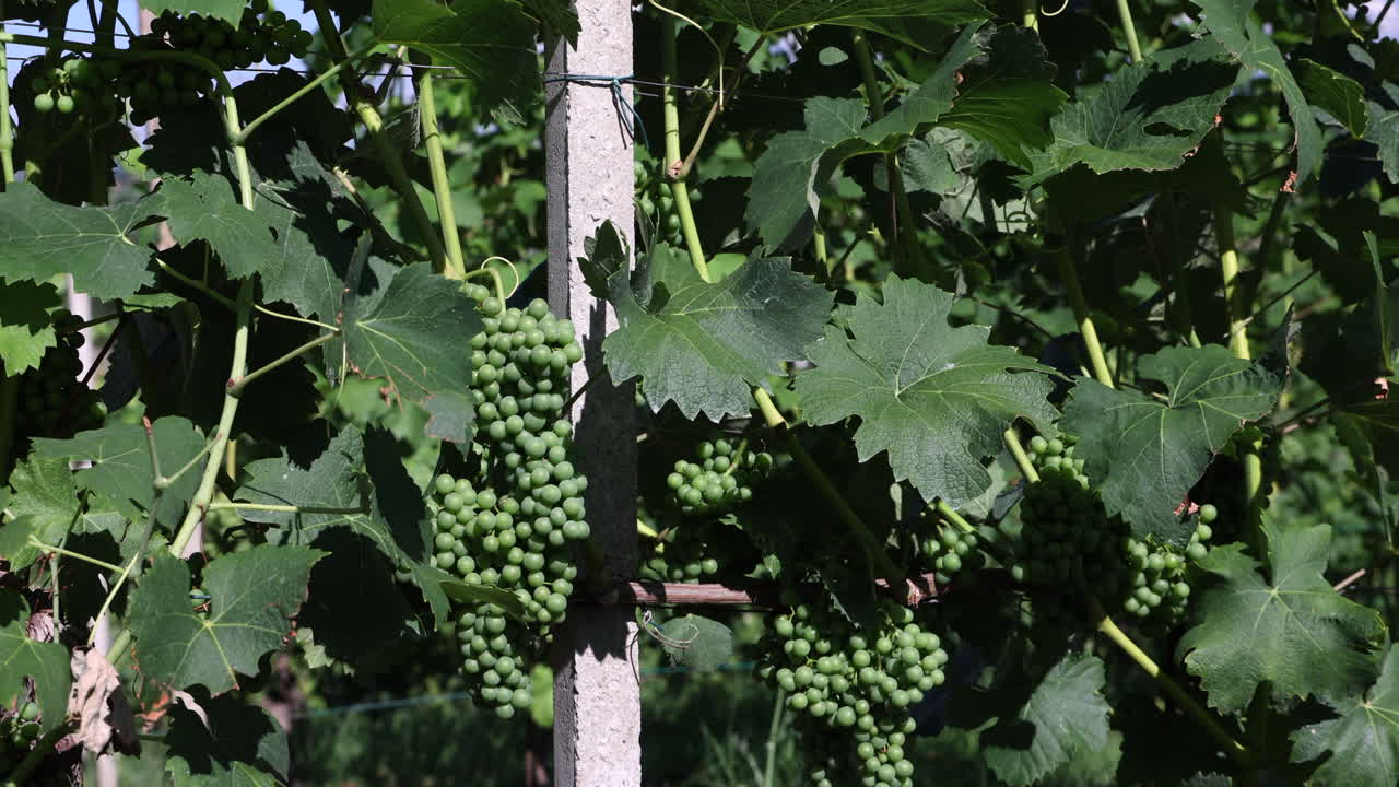 close-up vineyards in Roero Piedmont Italy summer day