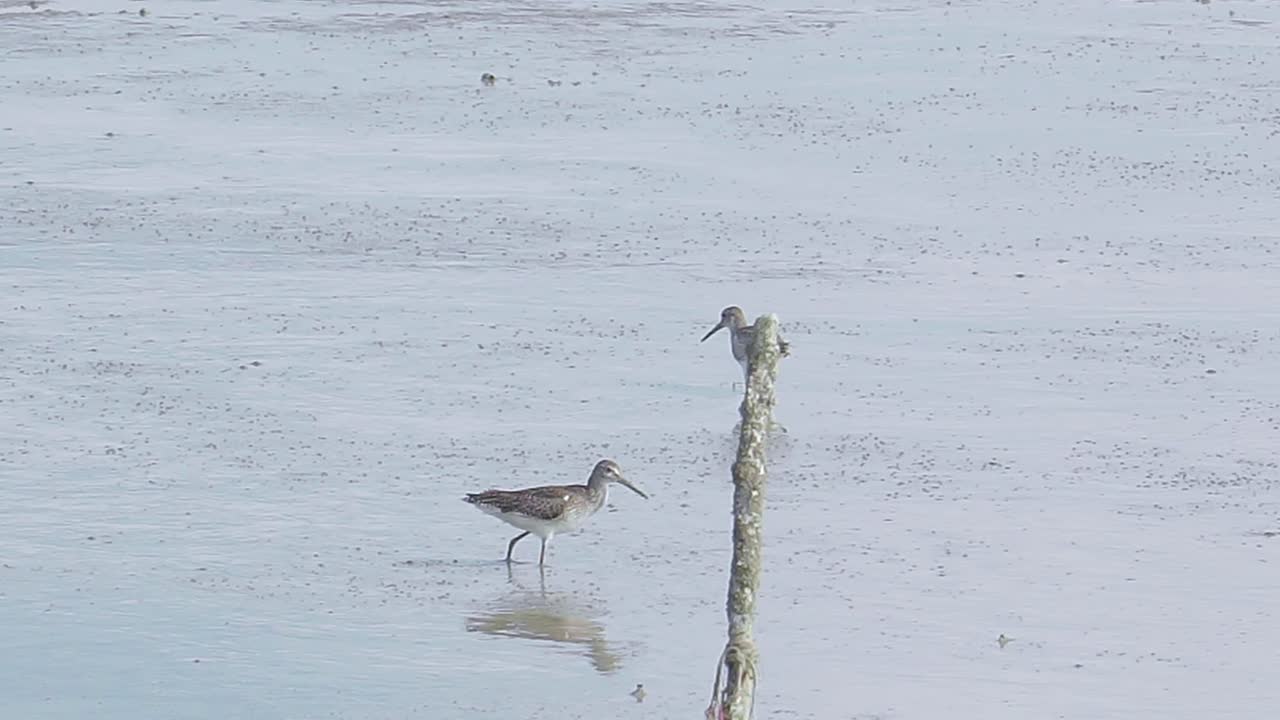 갯벌에서 게를 먹는 회색 꼬리 태틀러