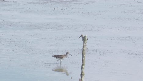 grey tailed tattler eating crab on mudflats