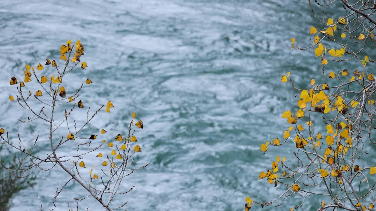 A serene river flows beside vibrant yellow autumn leaves, captured in natural lighting with a steady camera