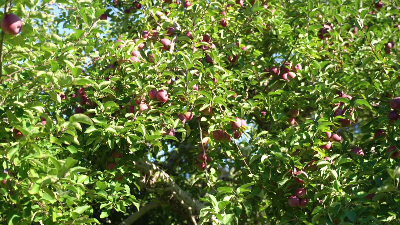 Apple tree filled with many red apples ready to be picked on a orchard farm on a sunny day