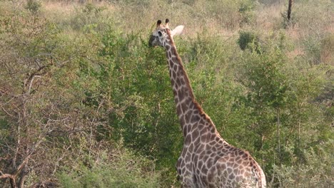 Südafrikanische-Giraffe,-Die-Auf-Jungen-Baumblättern-Weidet