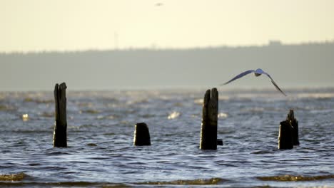 black-headed gull alone flying over a choppy ocean, with white caps on waves, four piles left from the old pier are visible, which wash in the wavy sea