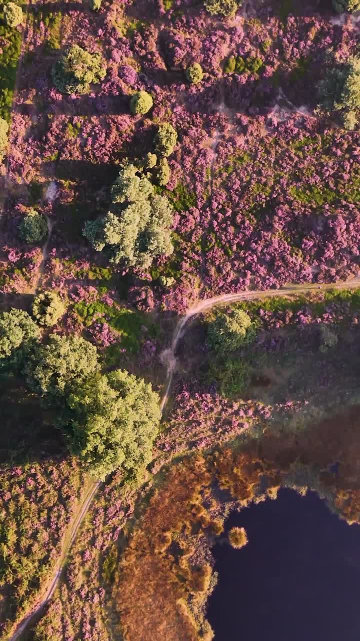 Aerial View of Vibrant Purple Heather Landscape with Winding Paths and Water