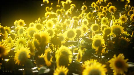 Sunflowers-blooming-in-Late-Summer