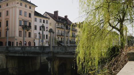 european city bridge with willow tree