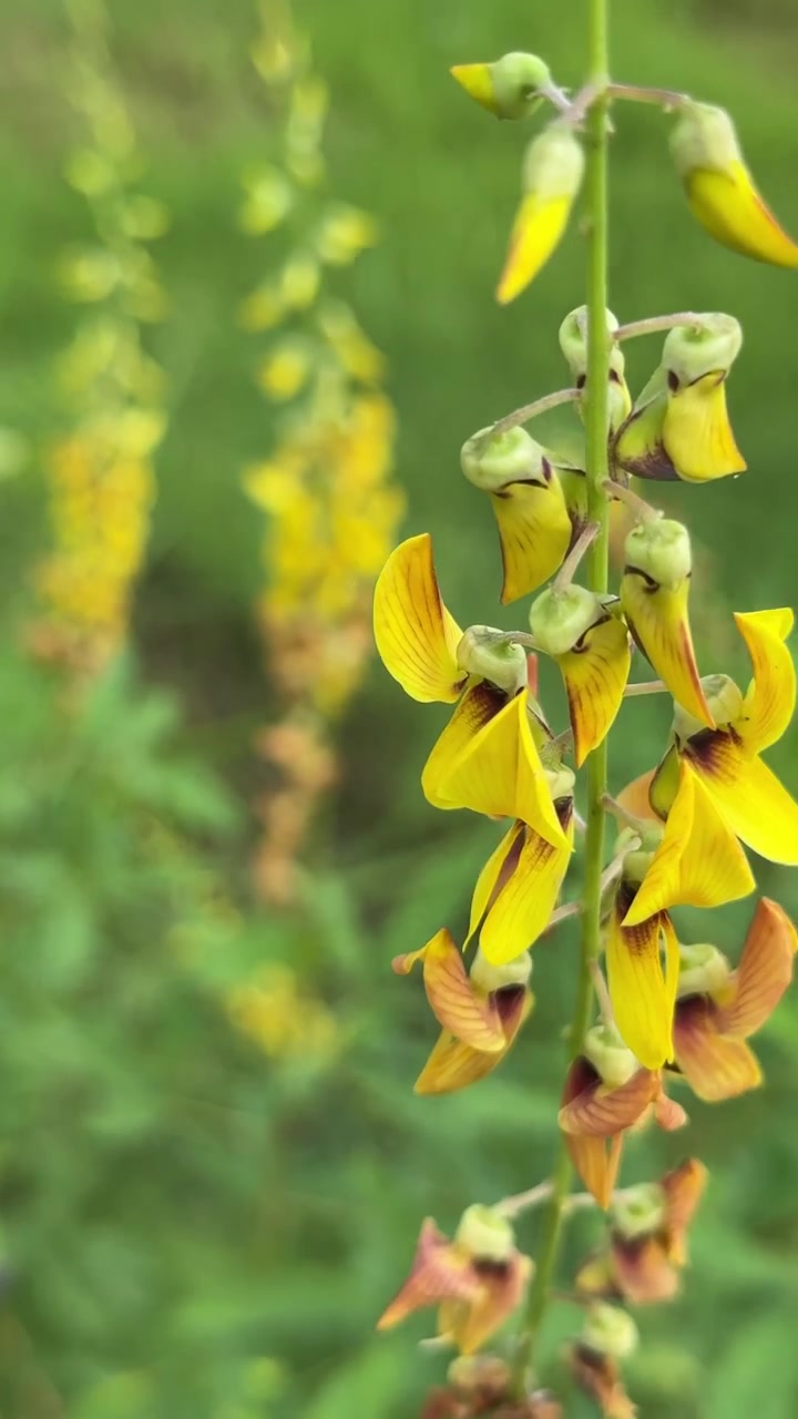 Delicate Yellow Flowers Swaying in a Gentle Breeze