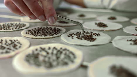 científico que lleva a cabo experimentos de laboratorio en plantas. científico que pone semillas