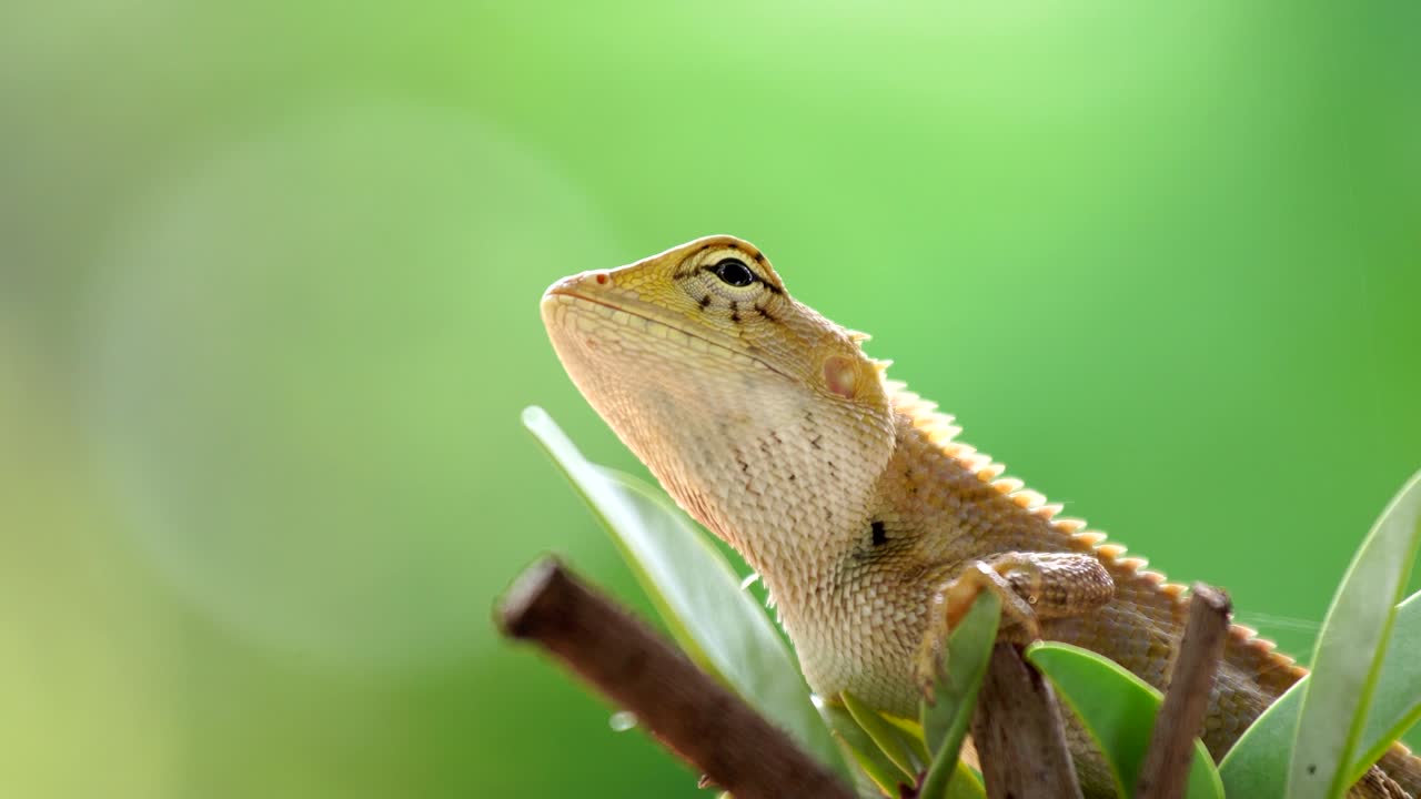 хамелеон, оглядывающийся на дереве.