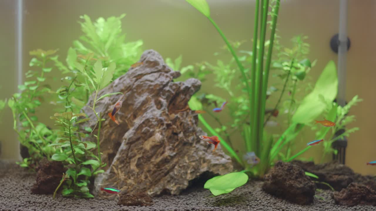 Small Colorful Fishes Swimming Inside The Aquarium In Hong Kong SAR - close up