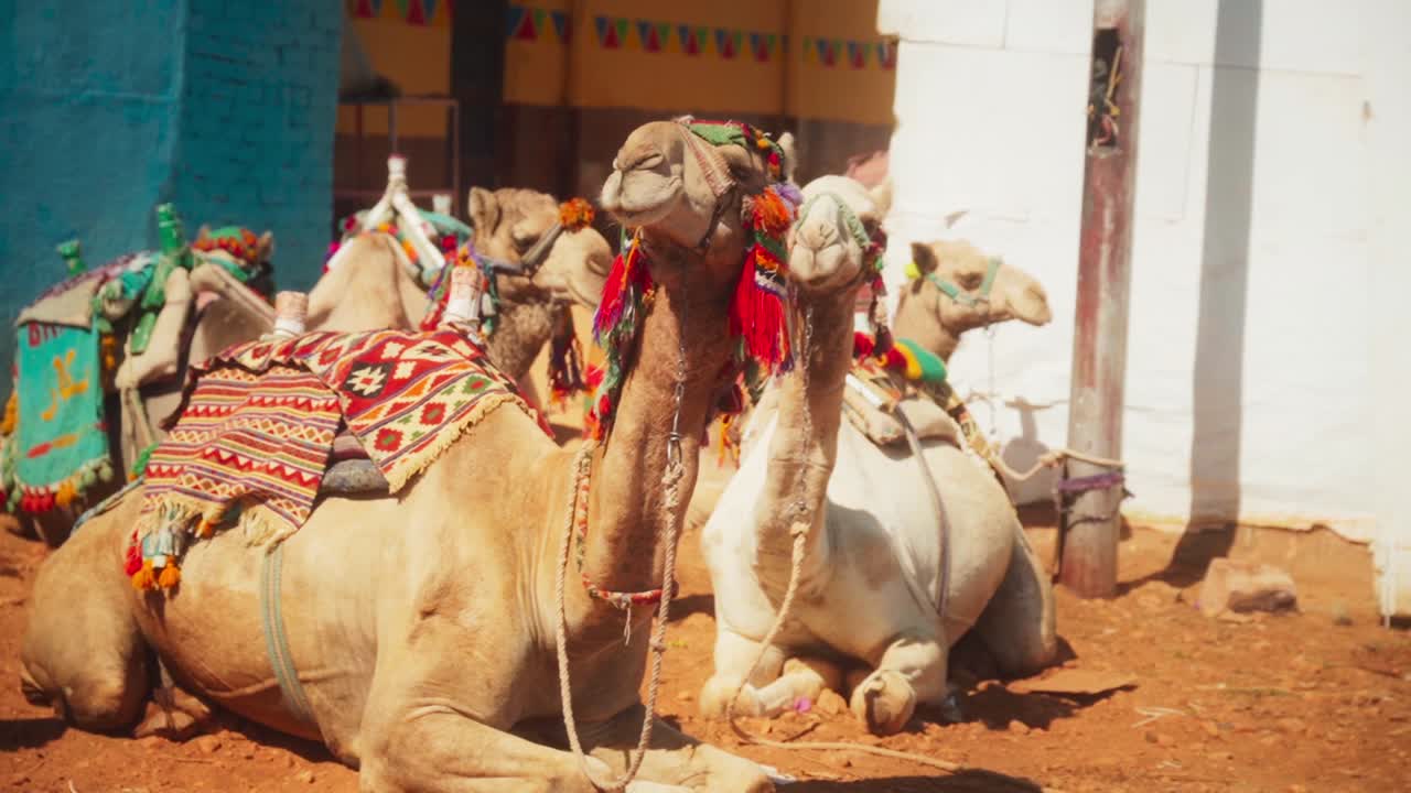 A group of camels resting in the sun, laying down on the ground in a Nubian Village in Luxor, Egypt. 
Static shot with warm colours and shallow depth of field.