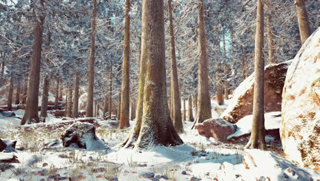 frosty-winter-landscape-in-snowy-forest