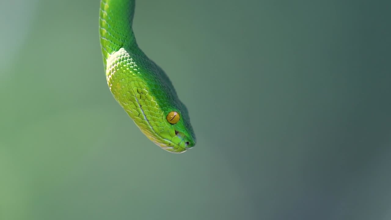 La vipera delle fosse dalle labbra bianche è una vipera velenosa endemica del Sud-est asiatico e si trova spesso di notte in attesa su un ramo o un fusto d'albero vicino a uno specchio d'acqua con abbondanza di prede.