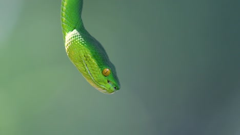 la víbora de labios blancos es una víbora venenosa endémica del sudeste asiático y a menudo se encuentra durante la noche esperando en una rama o rama de un árbol cerca de un cuerpo de agua con muchos alimentos