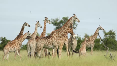 Hermosa-Toma-Amplia-De-Una-Gran-Manada-De-Jirafas-De-Pie-En-Las-Exuberantes-Llanuras-Verdes,-Gran-Kruger