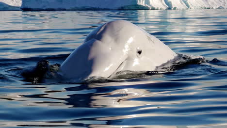 Beluga Whale in the Arctic
