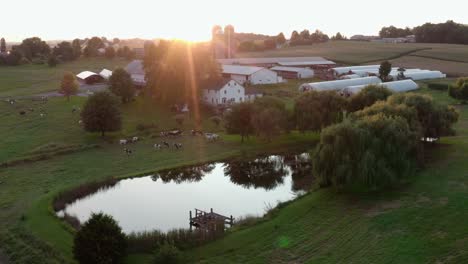 Peaceful-aerial-of-cattle-grazing-in-green-meadow-pasture-during-summer-sunset