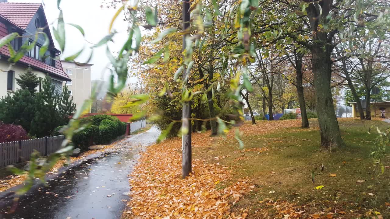 Leafs on tree wet during rainy autumn day