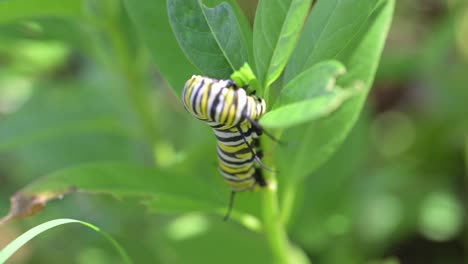 a close-up video of a striped monarch caterpillar eating a green milkweed leaf in a garden. this macro footage is perfect for projects about nature, wildlife, insects, and the butterfly life cycle