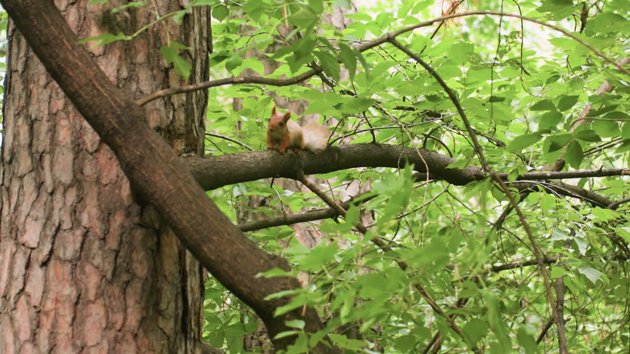 Squirrel perched on thick tree branch surrounded by vibrant green leaves in forest, highlighting wildlife behavior, natural environment, woodland habitat, and outdoor lifestyle detail in soft daylight