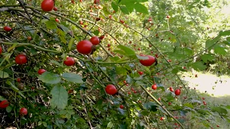 healthy red rose hips gently moving in the breeze on a late summer day