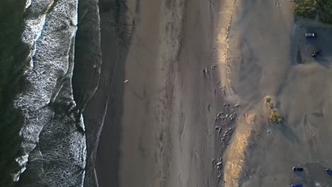 Delaura-Beach-at-Fort-Stevens-State-Park,-Oregon,-USA-in-aerial-downwards-view,-surfer-top-down-walking-on-beach