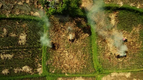 Rice-Harvest-in-Bali,-drone-top-down-rising