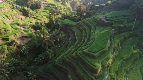 Rice-terrace