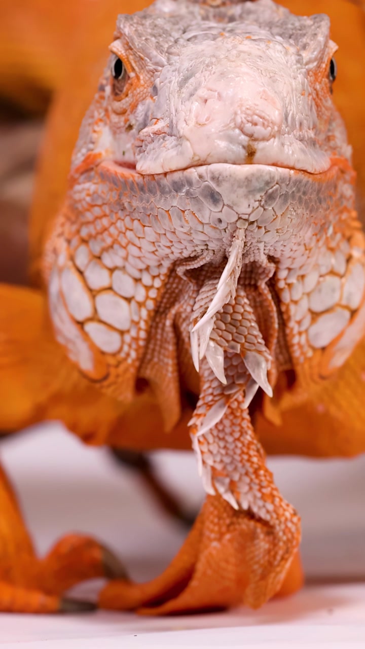 Una persona accarezza delicatamente la testa di un'iguana arancione brillante in un primo piano dettagliato