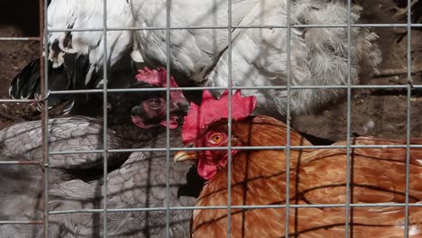 Chickens-in-wire-run.-UK