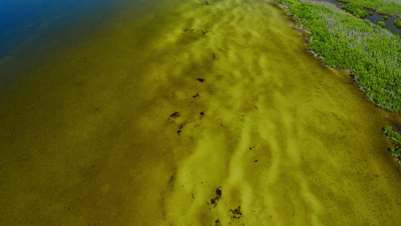 Acqua limpida e poco profonda con motivi di sabbia visibili e zone scure vicino a una fitta foresta di mangrovie lungo la costa in un ambiente costiero naturale