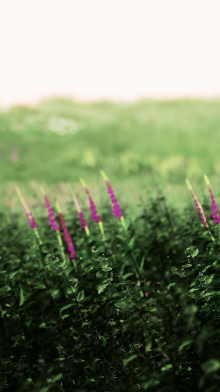 flores púrpuras en un campo