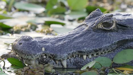 Head shot of a Paraguayan or Yacare Caiman lying in the waters of the Iber&aacute; Wetlands in Corrientes, Argentina