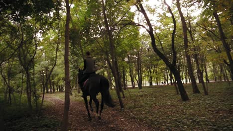 galope de jinete profesional en el parque: joven jinete femenina en el caballo en un galope de bosque sombreado. cabalgando en otoño