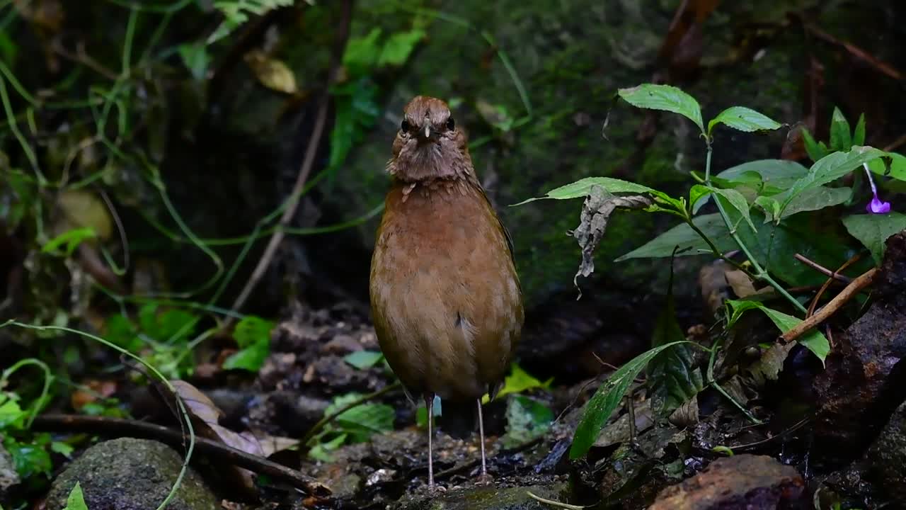 la pitta de nuca oxidada es un ave confiada que se encuentra en hábitats de bosques montañosos de gran altura, hay muchos lugares en tailandia para encontrar esta ave