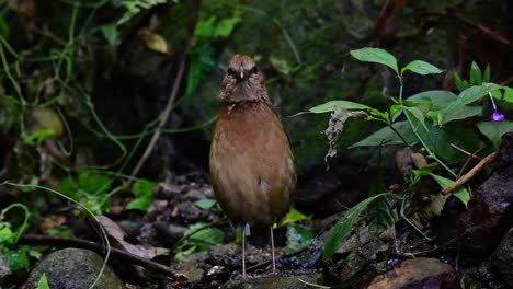 the rusty-naped pitta is a confiding bird found in high elevation mountain forests habitats, there are so many locations in thailand to find this bird