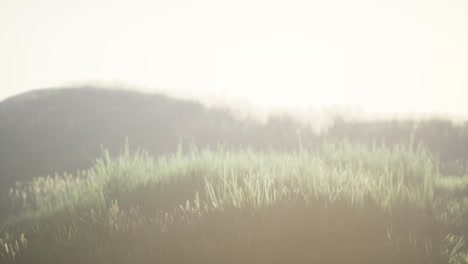 green field with tall grass in the early morning with fog