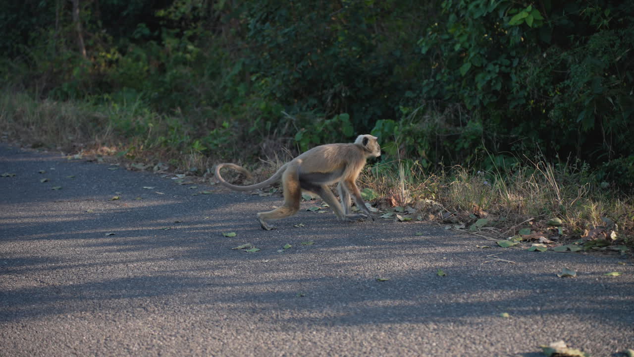 Video al rallentatore di un langur che attraversa la strada a Jim Corbett, India