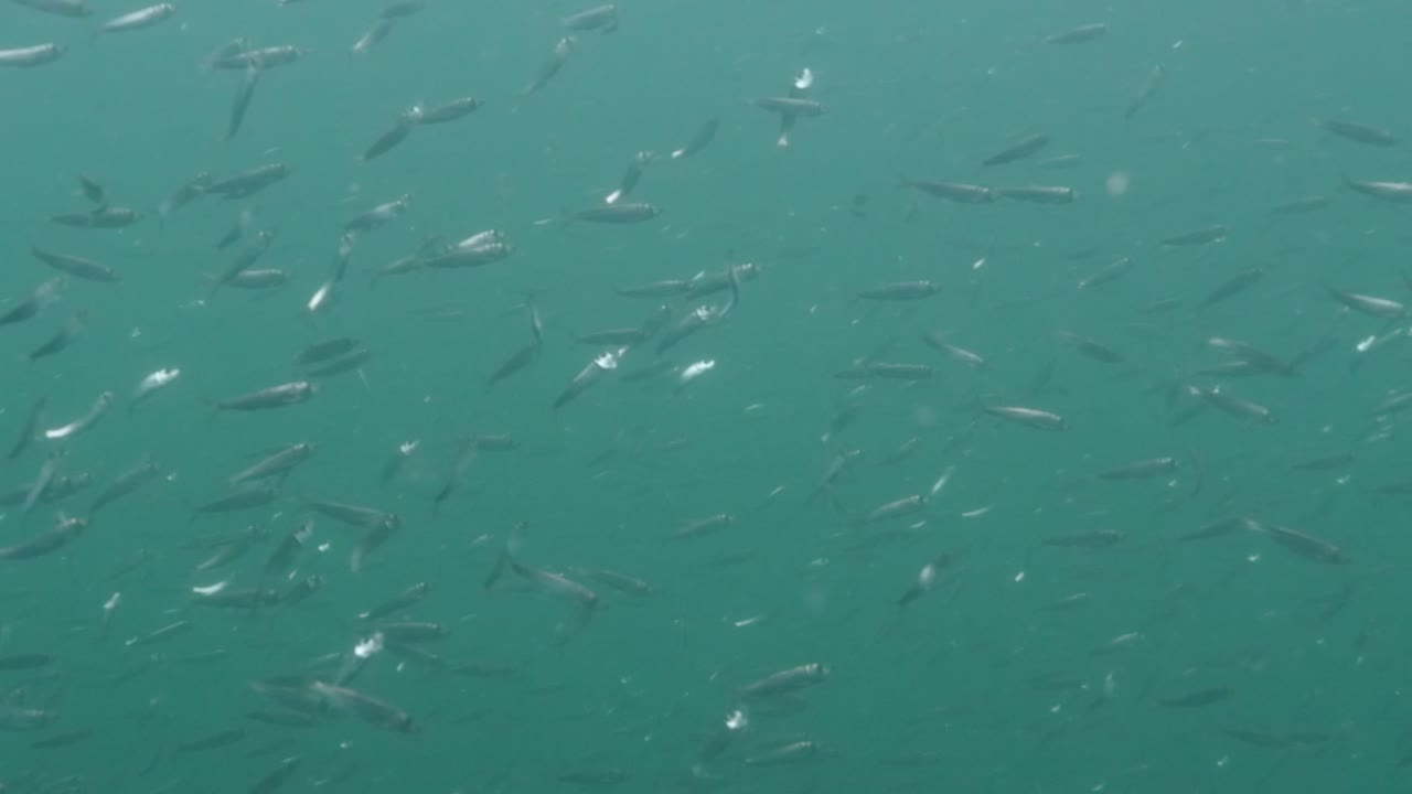 Close up of a school of Pacific Herring in South British Columbia in Canada.