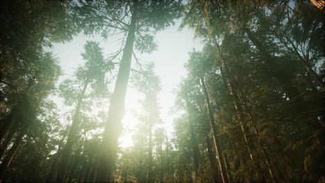 Redwood-Forest-Foggy-Sunset-Scenery