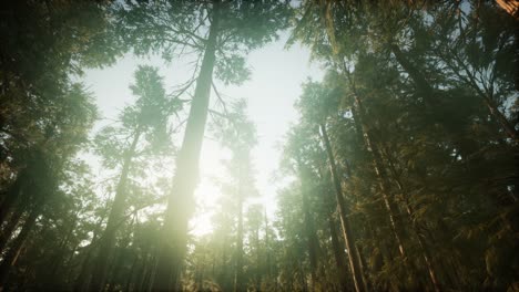 paisaje de puesta de sol brumosa del bosque de secuoya