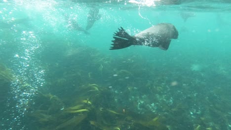 cute sea lions playing underwater in shallow water kelp, south africa