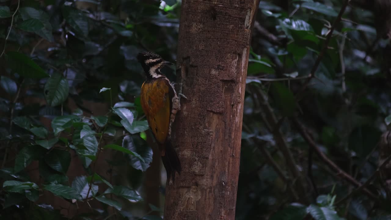 visto desde el lado cavando profundamente en el agujero en busca de más comida para comer, flameback común dinopium javanense hembra, tailandia