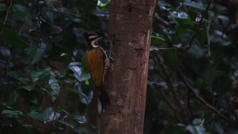 Von-Der-Seite-Aus-Gesehen,-Wie-Sie-Tief-In-Das-Loch-Gräbt-Und-Nach-Mehr-Futter-Sucht,-Weibchen-Des-Gewöhnlichen-Flameback-Dinopium-Javanense,-Thailand