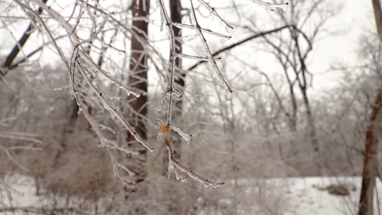 자연 속에서 나뭇가지에 매달린 얼음에 완전히 싸여 있다