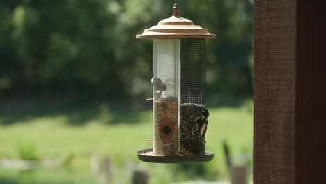 Glücklicher-Vogel,-Der-Zum-Vogelhäuschen-Fliegt