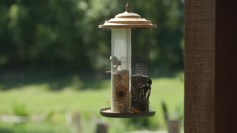 pájaro feliz volando al comedero de pájaros