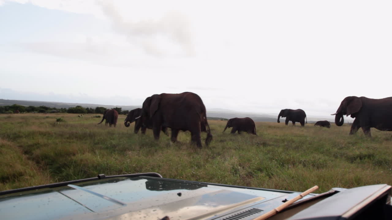 A herd of elephants, Loxodonta africana walk