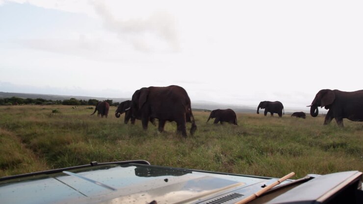 Un branco di elefanti, Loxodonta africana, cammina.