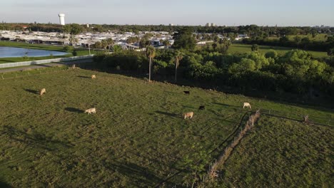 Aerial-view-of-green-pasture-lake-and-homes-located-in-Florida